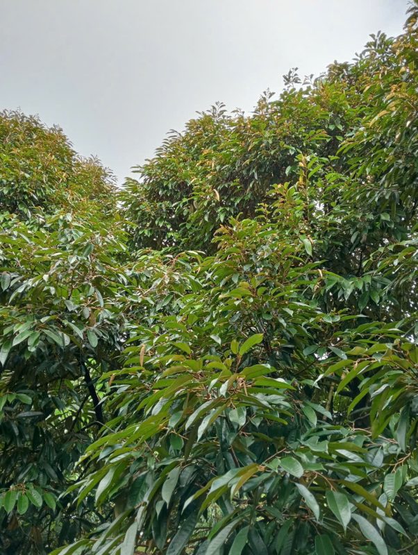 O Huyền Farm