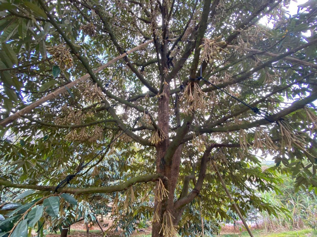 O Huyền Farm